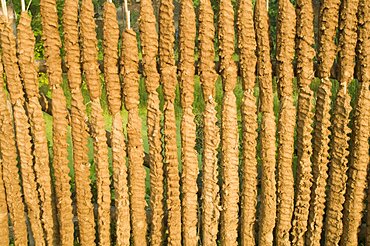 Bangladesh, Rajshahi, Sticks of cow dung drying in the sun to be used as fuel.