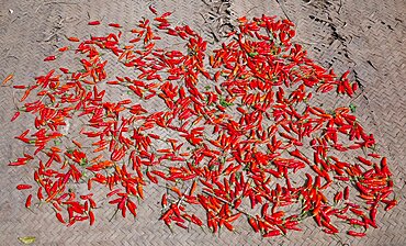 Laos, Mekong, Drying Red Peppers in Village on the Mekong River.