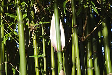 Plants, Bamboo, Close up of Semiarundinaria Fastuosa Bamboo growing in urban garden.