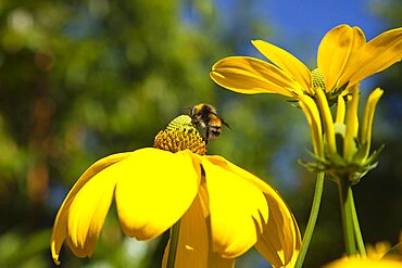 Plants, Flowers, Rudbeckia, Bee on Rudbeckia laciniata Herbstsonne green headed coneflower.