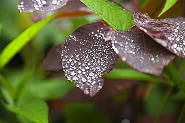 Plants, Smoke Bush, Water droplets on leaves of Cotinus Grace plant.