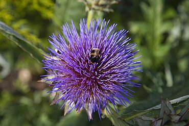 Plants, Flowers, Thistle, Bee on purple coloured Thistle.