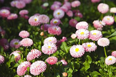 Plants, Flowers, Daisy, Mass of pink Bellis Perennis daisies growing wild.