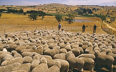 AUSTRALIA Western Farming Massed sheep on large ranch