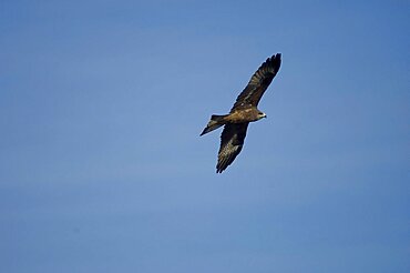 Nepal, Nagarkot, Himalayan Eagle soaring in sky above Kathmandu valle.