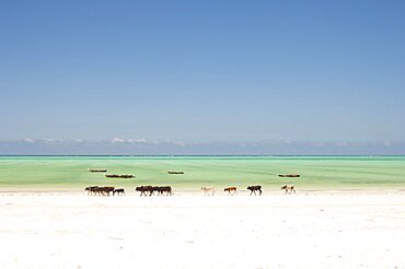 Tanzania, Zanzibar, Paje, Cows walking along the golden sands of the shoreline.