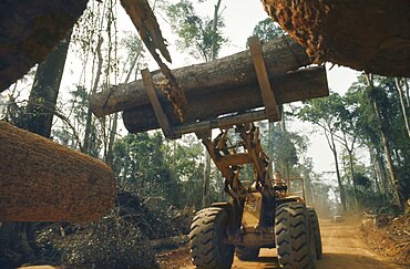 IVORY COAST  Environment Deforestation.  Clearing tropical hardwood forest