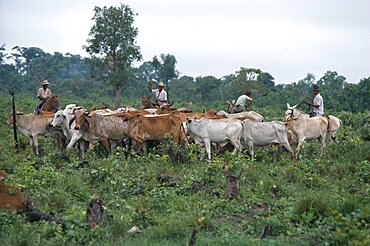 BRAZIL Matto Grosso Farming Gauchos with cattle on deforested land Brasil Brazil