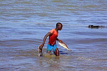 Gambia, Tanji Beach, Young Fisherman in sea wearing T-Shirt and shorts with fish in both hands.