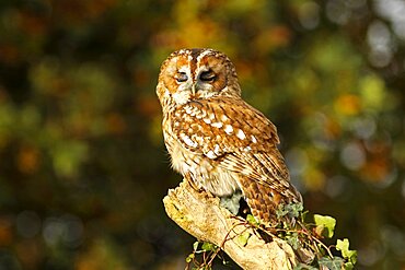 Animals, Birds, Owls, Tawny owl Strix aluco Perched on ivy covered branch eyelids half closed North Wales UK.