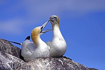 Animals, Birds, Gannets, Pair Of Gannets Morus bassanus bonding at nest site on cliff edge Bass Rock Firth of Forth Scotland UK.