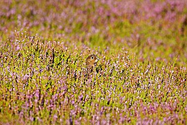 Animals, Birds, Grouse, Red grouse Lagopus lagopus Female hiding amongst heather in the early morning North Yorkshire England UK.