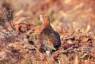 Animals, Birds, Grouse, Red grouse Lagopus lagopus Male standing in burnt heather with head turned viewed from behind North Yorkshire England UK.