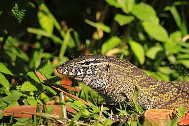 Animals, Reptiles, Lizards, Nile monitor lizard Varnus niloticus Tick embedded into neck at edge of copse The Gambia West Africa.