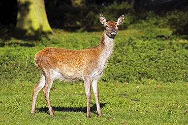 Animals, Mammals, Deer, Red deer Cervus elaphus Female standing at edge of woodland feeding with grass in mouth Tatton Cheshire England UK.