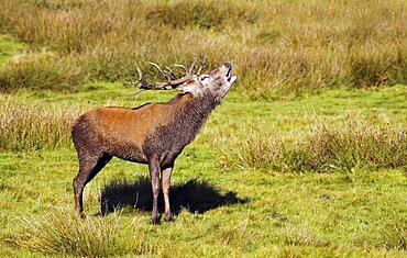 Animals, Mammals, Deer, Red deer Cervus elaphus Male stag calling during rutting Season Covered In Mud Autumn October Tatton Cheshire England UK.