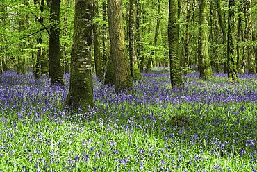 Ireland, County Roscommon, Derreen Wood, Bluebells in May.