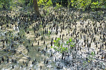 Bangladesh, Khulna Division, Shyamnagar, Shoots of halophytic mangrove poking out of the mud in the UNESCO World Heritage Site.