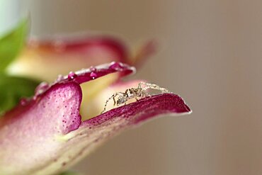 Plants, Flowers, Orchid, Orchid and spider.