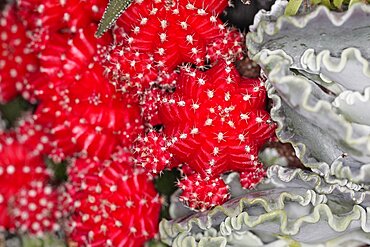 Plants, Cactus, Close up of Hibotan or Moon cactus, Gymnocalycium mihanovichii friedrichi.