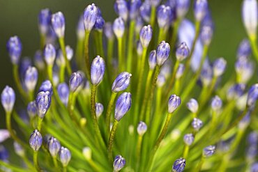 Plants, Flowers, Agapanthus, Agapanthus, close-up of the flower buds.