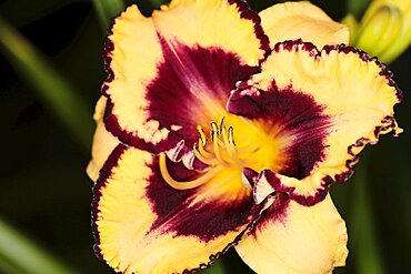 Plants, Flowers, Lillies, Lily, Close up of colourful Lilium flower showing stamen.