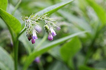 Plants, Flowers, Comfrey, Comfrey flowers, Symphytum officinale.