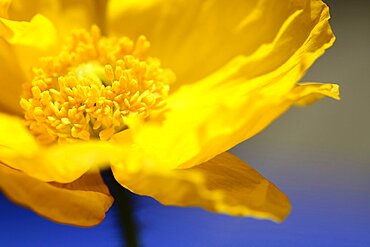 Plants, Flowers, Poppies, Poppy, wild California Yellow.