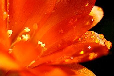 Plants, Flowers, Clivia, Close up of water droplets on orange petals.