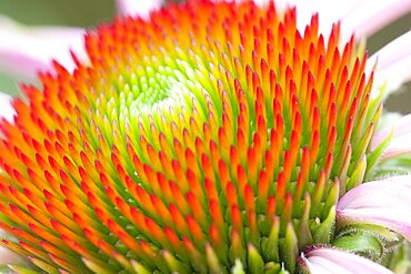 Plants, Flowers, Echinacea, Purple Cone Flower, Echinacea purperea ÔMagnusÕ.