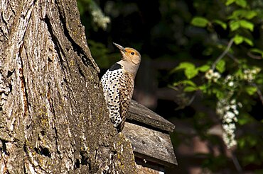 Canada, Alberta, Lethbridge, Northern Flicker, Colaptes auratus, with catchlight in eye on old gnarled Elm tree.,