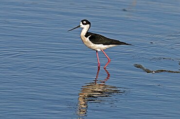 Canada, Alberta, Tyrrell Lake, Black-necked Stilt bird, Himantopus mexicanus, with catchlight in eye and reflection in the water, Black and white feathers, pink legs.