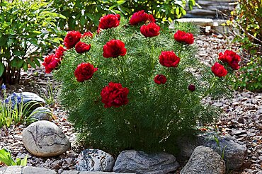 Canada, Alberta, Lethbridge, Red Fern Leaf Peony, Paeonia tenuifolia, growing in garden with rocks, gravel and bluebells.