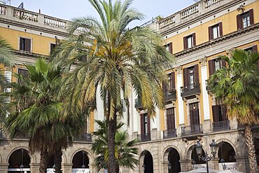 Spain, Catalonia, Barcelona, Palm trees in Placa Reial.