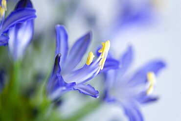 African lily, Agapanthus, purple flowers with prominent yellow stamen against a white background.