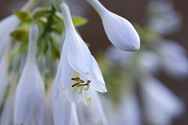 Plantain lily, Hosta, white pendulous flowers growing on a plant against a green background.