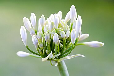 African lily, Agapanthus, white flowers emerging on an umbel shaped flowerhead against a green background.