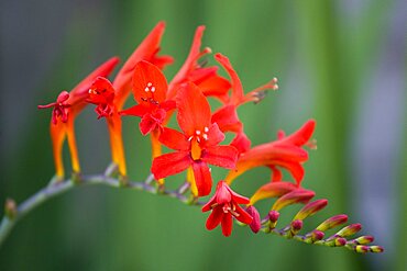 Montbretia, Crocosmia 'Lucifer', branched spike with emerging showy funnel-shaped red flowers isolated in shallow focus against a green and grey background.