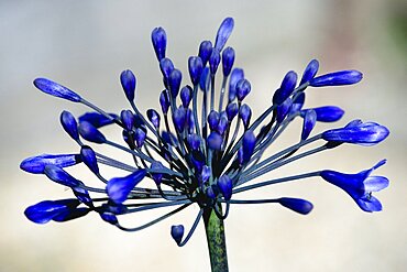 African lily, Agapanthus, purple flowers emerging on an umbel shaped flowerhead.