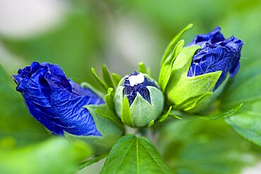 Rose mallow, Hibiscus syriacus 'Blue Bird', purple blue buds opening among green leaves on a shrub.