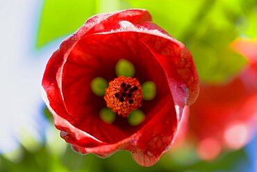 Indian mallow, Abutilon, close up view of flower interior and red petals.