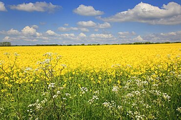 England, West Sussex, Arundel, field of bright yellow coloured Rape, Brassica napus, with cow parsley in the foreground.