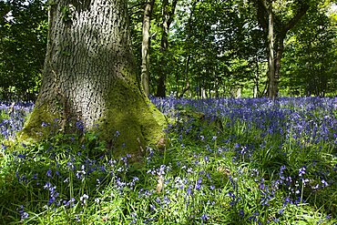 Bluebells, Hyacinthoides non-scripta, in woodland area near Crossbush, West Sussex, England.