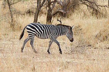 Tanzania, Tarangire National Park, Zebra in dry scrubland.