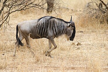 Tanzania, Tarangire National Park, Wildebeest in dry scrubland.