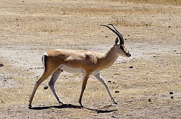 Tanzania, Ngorongor Crater, Grant's Gazelle in Conservation Area.