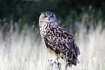 Animals, Birds, Owl, European Eagle Owl, Bubo bubo, Perched on log in moorland, Suth West, England, UK.