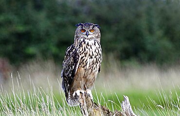 Animals, Birds, Owl, European Eagle Owl, Bubo bubo, Perched on log in moorland, Suth West, England, UK.