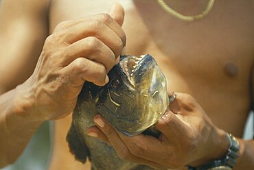 BRAZIL Pantanal Piranha Fish Man opening mouth of fish to exposed teeth