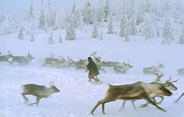 RUSSIA Siberia Yakutia Reindeer running through snow with figure walking between them.